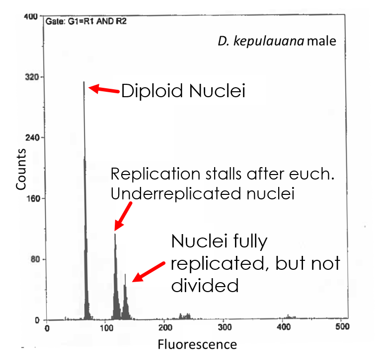 histogram of thoracic underreplication